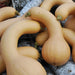 Curved, golden butternut squash with green stems piled on white birch logs. Fresh autumn harvest produce.