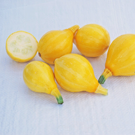 Fresh yellow summer squash, one cut open showing white flesh and seeds. Healthy garden vegetables.