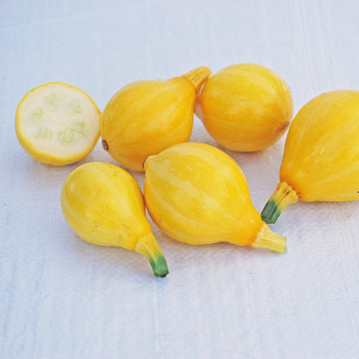 Fresh yellow summer squash, one cut open showing white flesh and seeds. Healthy garden vegetables.