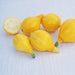 Fresh yellow summer squash, one cut open showing white flesh and seeds. Healthy garden vegetables.