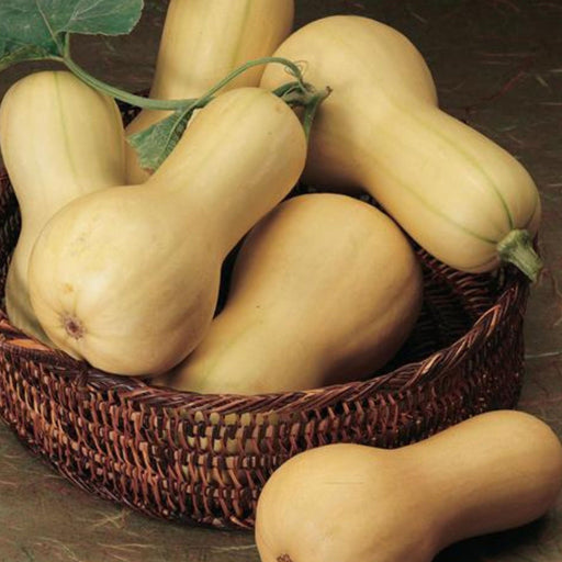 Ripe butternut squash in a woven basket with green leaves. Fresh winter squash harvest.