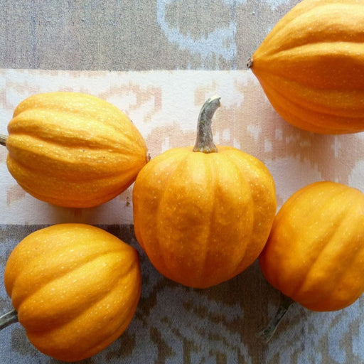 Five vibrant orange mini pumpkins and gourds with ribbed texture on a decorative patterned fabric. Autumn harvest decor.