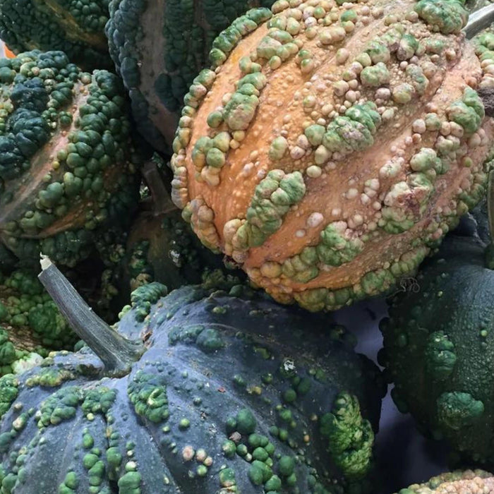 Warty green and orange ornamental gourds with bumpy texture. Unique fall and Halloween decorations.