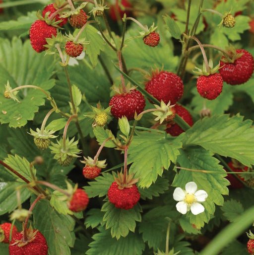 Ripe wild strawberries (Fragaria vesca) with red berries, green leaves, and a white flower.