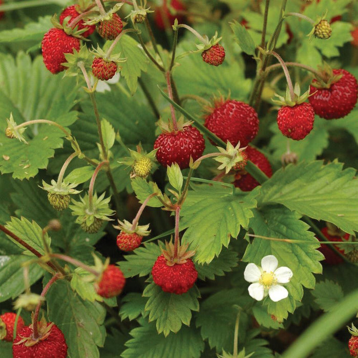 Ripe wild strawberries (Fragaria vesca) with red berries, green leaves, and a white flower.