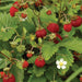 Ripe wild strawberries (Fragaria vesca) with red berries, green leaves, and a white flower.