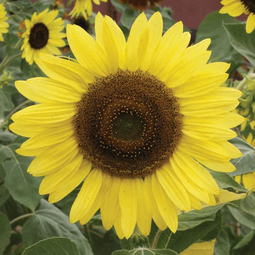 Bright yellow sunflower with a dark brown center in a sunny garden, surrounded by green leaves and other sunflowers.