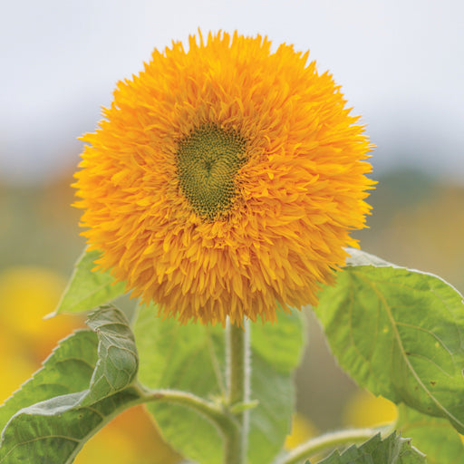 Vibrant yellow 'Teddy Bear' sunflower with dense, fluffy petals and green center, growing in a garden.