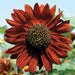 Red burgundy sunflower with dark brown center, yellow florets, green leaves, and blue sky.