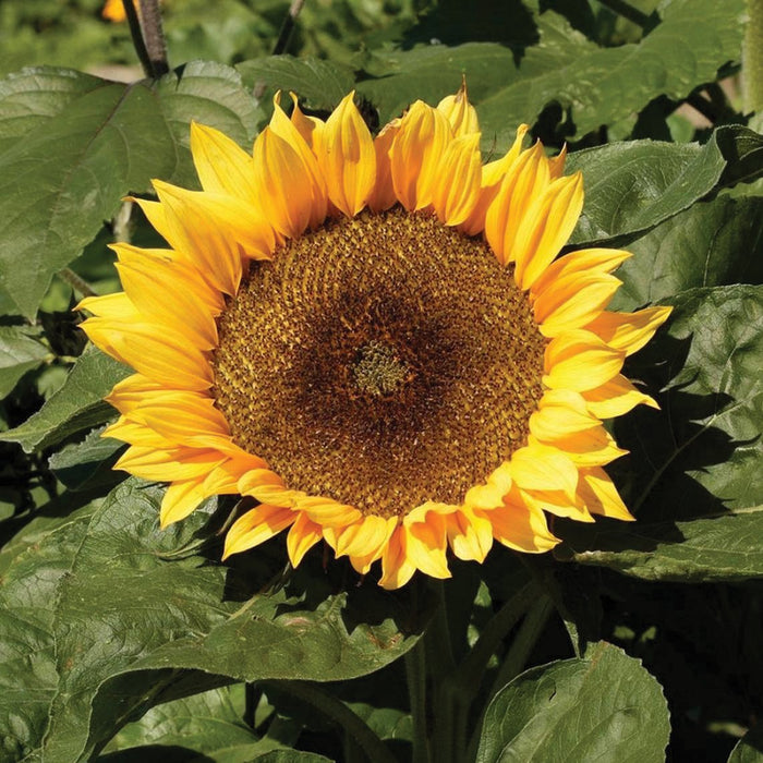 Large vibrant yellow sunflower with a dark seed head, surrounded by lush green leaves in a sunny garden.