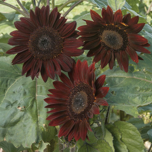 Three deep burgundy sunflowers with dark centers blooming amidst vibrant green leaves.