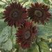 Three deep burgundy sunflowers with dark centers blooming amidst vibrant green leaves.
