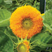 Fluffy yellow Teddy Bear sunflower in full bloom, with a developing bud and green leaves.