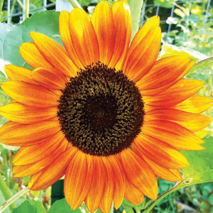 Vibrant orange and yellow bicolor sunflower bloom, dark seed head, in a sunny garden.