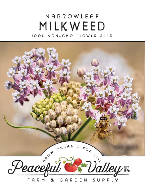 Narrowleaf Milkweed flowers with a bee. Non-GMO flower seed for attracting pollinators.
