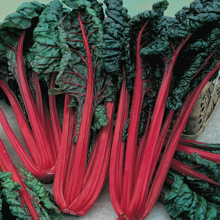 Fresh ruby red Swiss chard with vibrant green leaves. Healthy, colorful garden vegetables.