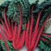 Fresh ruby red Swiss chard with vibrant green leaves. Healthy, colorful garden vegetables.