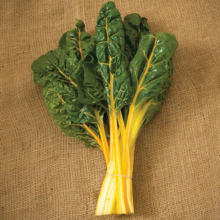 Fresh bunch of yellow Swiss chard with vibrant green leaves on a rustic burlap background.