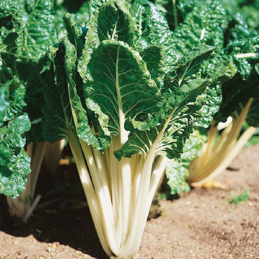 Vibrant white Swiss chard plant with lush green leaves and sturdy pale stalks growing in a garden bed.
