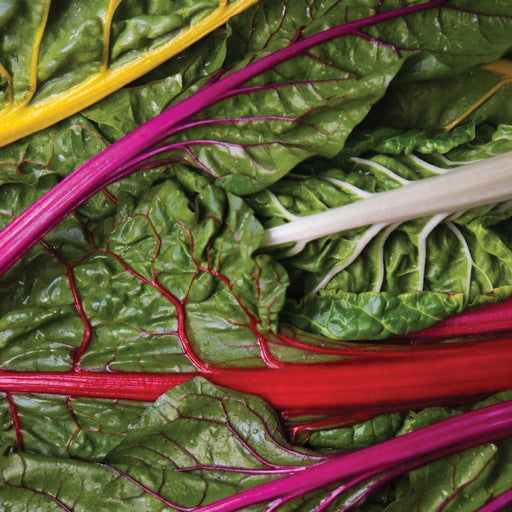 Fresh rainbow Swiss chard with vibrant green leaves and red, yellow, magenta, white stalks. Healthy leafy greens.