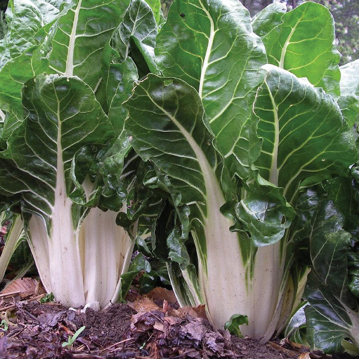 Lush green Swiss chard plants with thick white stalks growing in rich soil.