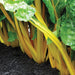 Golden Swiss chard plants with bright yellow stalks and green leaves thriving in rich garden soil. Fresh vegetables.