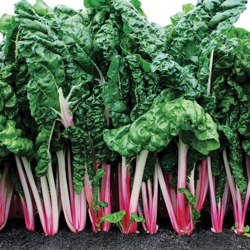 Vibrant, crinkled Swiss chard with dark green leaves and bright pink, red, and white stems in rich soil.