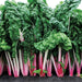 Vibrant, crinkled Swiss chard with dark green leaves and bright pink, red, and white stems in rich soil.