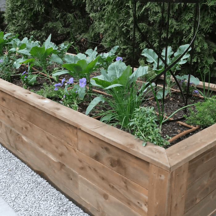 Raised wooden garden bed with broccoli, chives, herbs, and purple flowers. Drip irrigation system, gravel path.