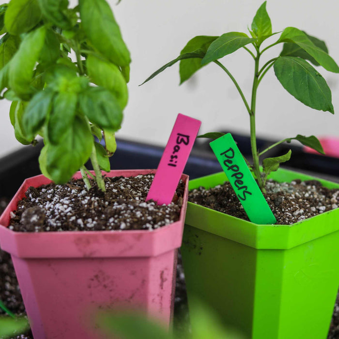 Potted basil and pepper plants with pink and green labels. Small seedlings for indoor herb and vegetable gardening.