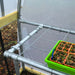 Greenhouse interior with young seedlings in a tray on a wire shelf, under a plastic cover. Ideal for plant propagation.