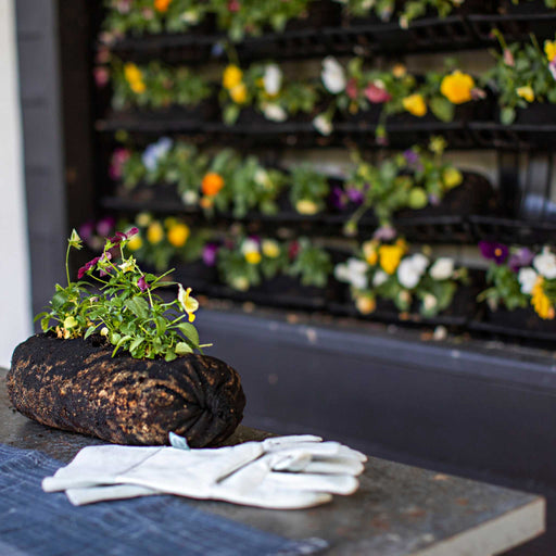 Vibrant violas in a fabric planter with white gardening gloves. Blurred vertical garden of colorful flowers in the background.