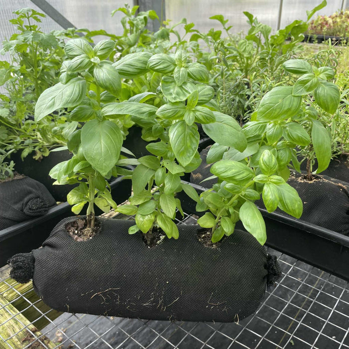 Green basil plants in black fabric grow bags on a metal grid shelf. Fresh herbs, cilantro, rosemary in a greenhouse garden.