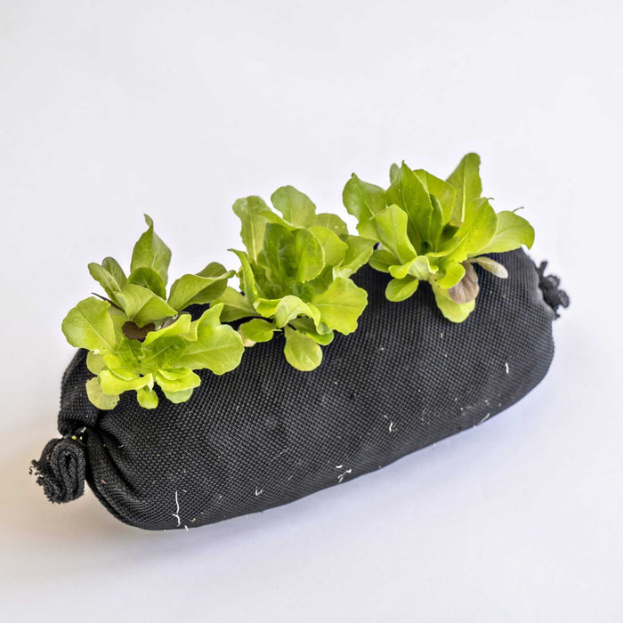Black fabric grow bag with three vibrant green lettuce plants, suitable for urban and container gardening.