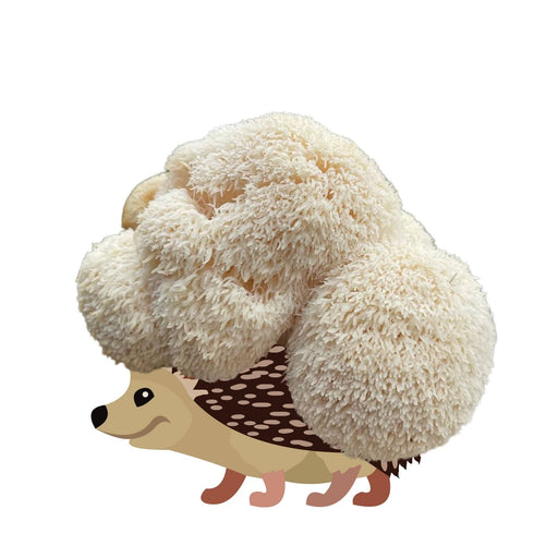 Hedgehog with white Lion's Mane mushroom (Hericium erinaceus) for spines.