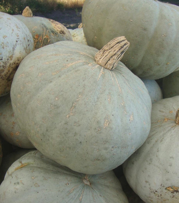Pale blue-green pumpkins with textured skin and striped stems, perfect for fall harvest, autumn decor, or winter squash.
