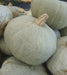 Pale blue-green pumpkins with textured skin and striped stems, perfect for fall harvest, autumn decor, or winter squash.
