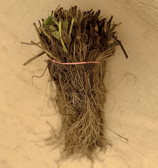 Dormant bare-root strawberry plant bundle, tied with pink band, showing healthy roots. Ready for planting.