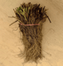 Dormant bare-root strawberry plant bundle, tied with pink band, showing healthy roots. Ready for planting.