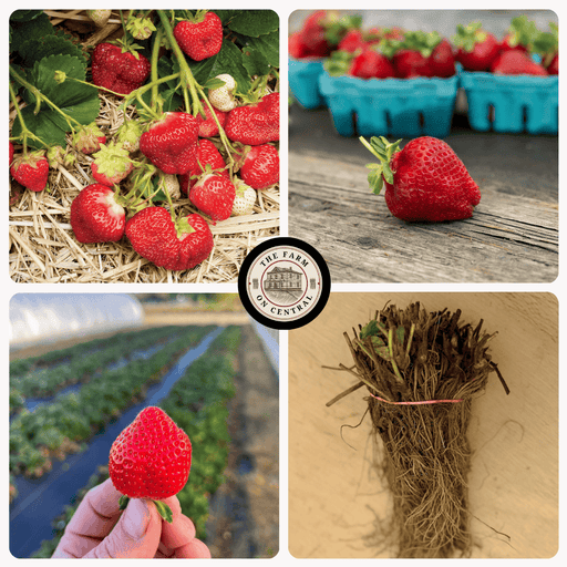 Strawberry farm: ripe berries on straw, fresh fruit, field harvest, bare-root plants. The Farm on Central logo.