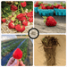 Strawberry farm: ripe berries on straw, fresh fruit, field harvest, bare-root plants. The Farm on Central logo.