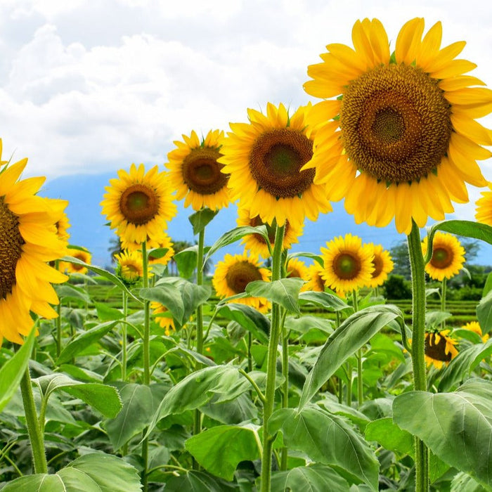 Vibrant field of yellow sunflowers in bloom, green leaves, blue sky with white clouds.