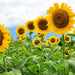 Vibrant field of yellow sunflowers in bloom, green leaves, blue sky with white clouds.