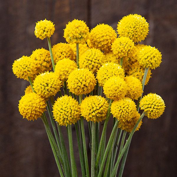Bright yellow Billy Balls (Craspedia) flower bouquet. Spherical blooms, green stems, dark wood background.