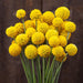 Bright yellow Billy Balls (Craspedia) flower bouquet. Spherical blooms, green stems, dark wood background.