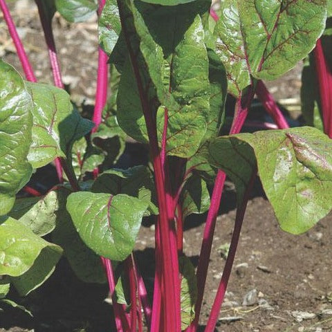 Vibrant red Swiss chard plants with lush green leaves and striking red stems growing in garden soil.