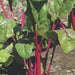Vibrant red Swiss chard plants with lush green leaves and striking red stems growing in garden soil.