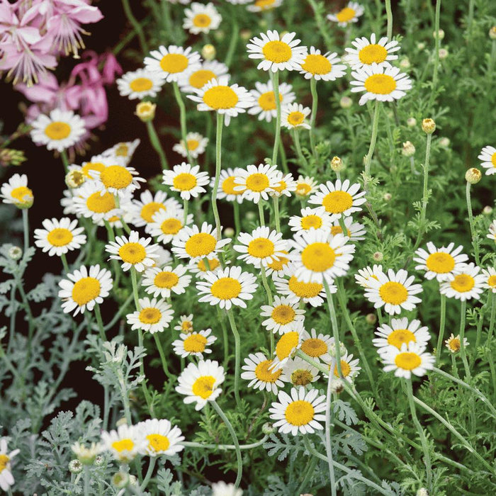 White and yellow chamomile flowers blooming with green foliage and soft pink blooms in a garden.