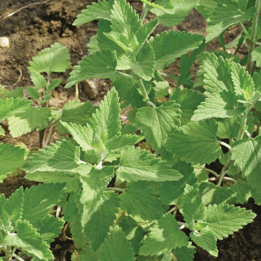 Fresh green catnip plant (Nepeta cataria) with textured, serrated leaves growing in garden soil. Herbal garden.