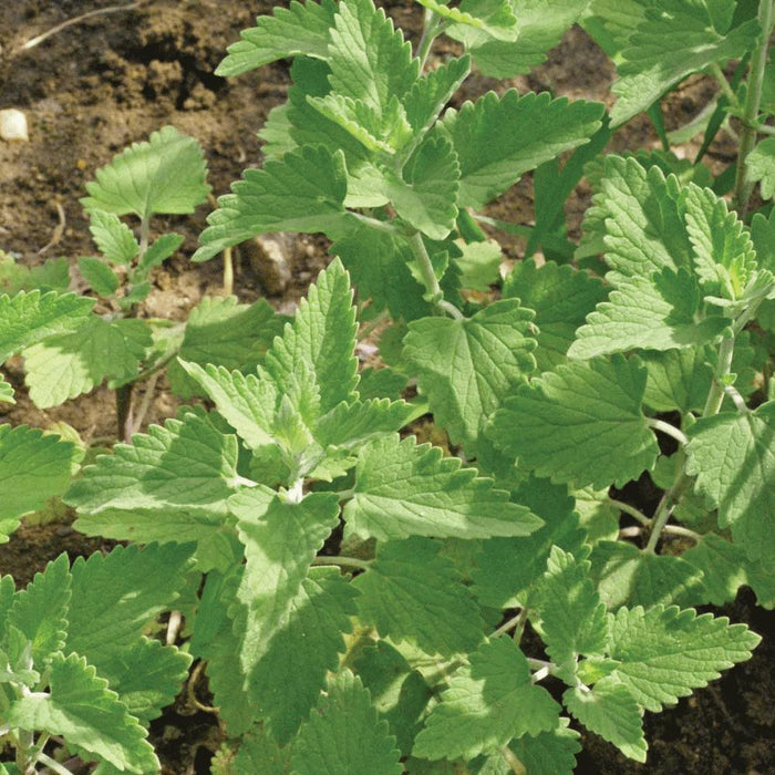 Fresh green catnip plant (Nepeta cataria) with textured, serrated leaves growing in garden soil. Herbal garden.